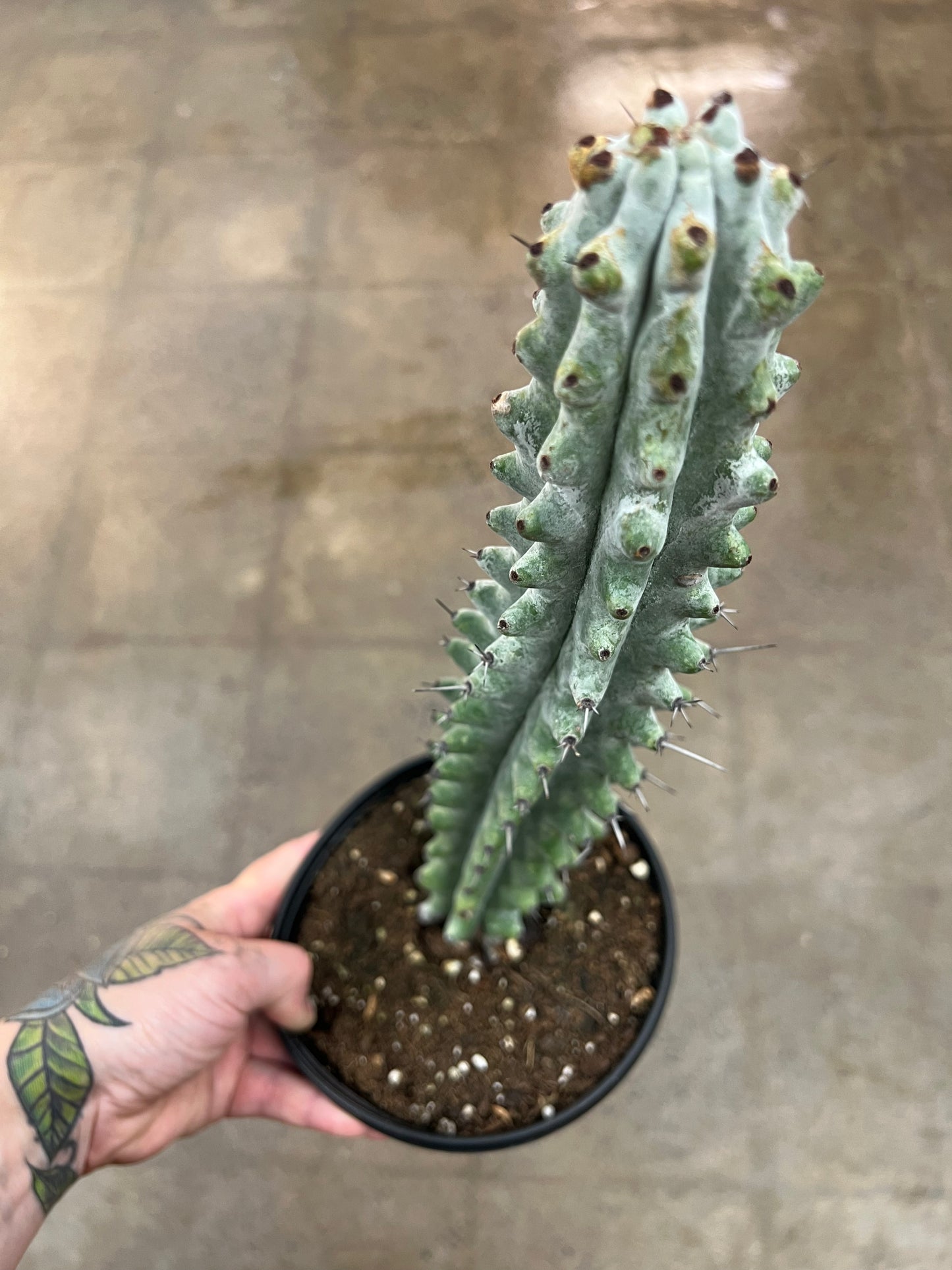 Cactus White Boobie