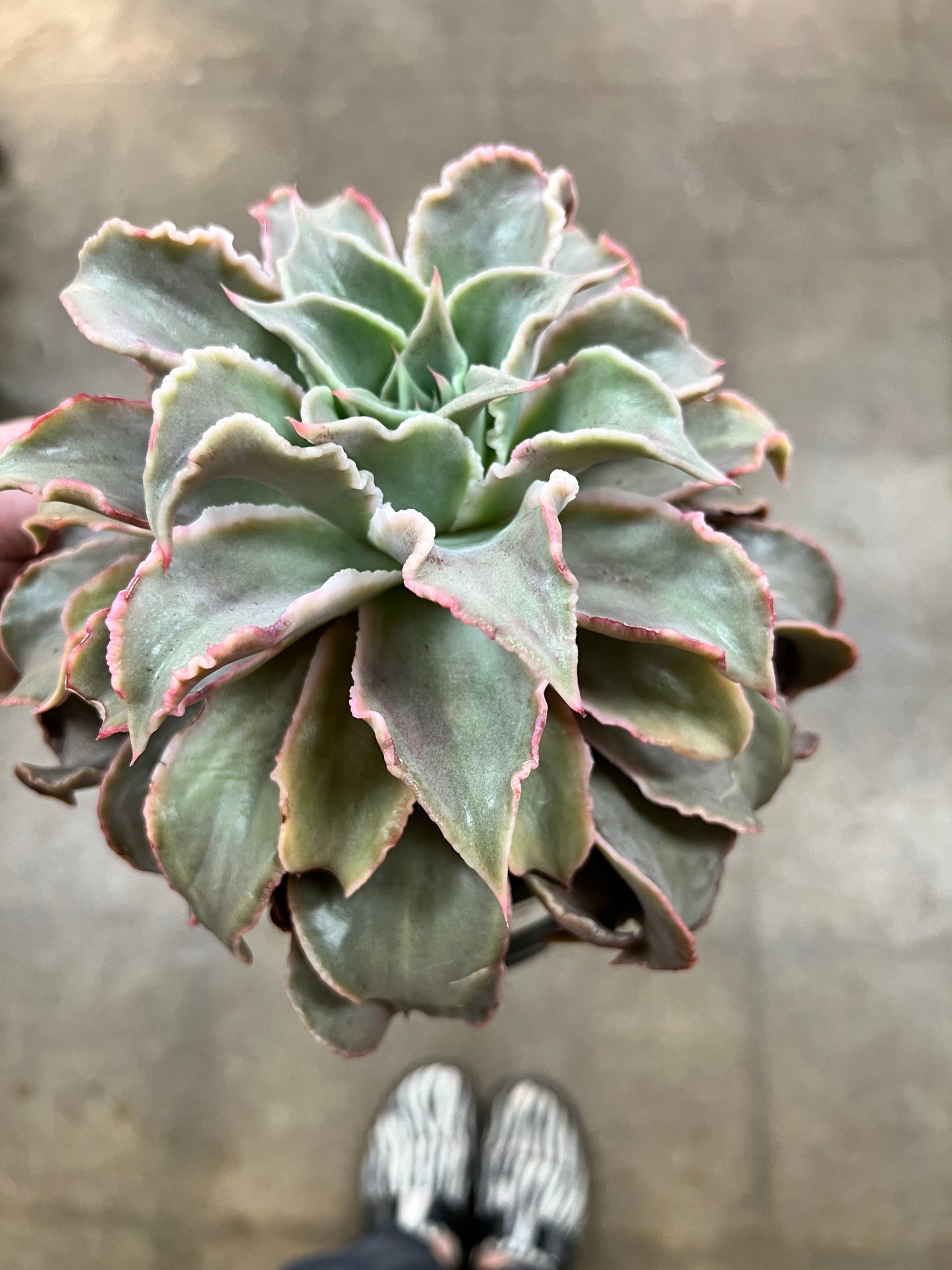 Echeveria Madiba