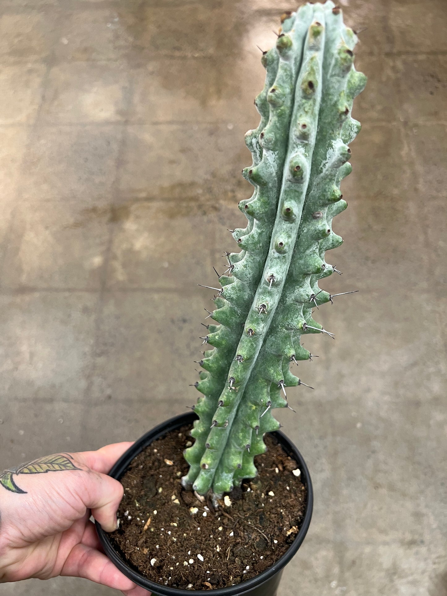 Cactus White Boobie