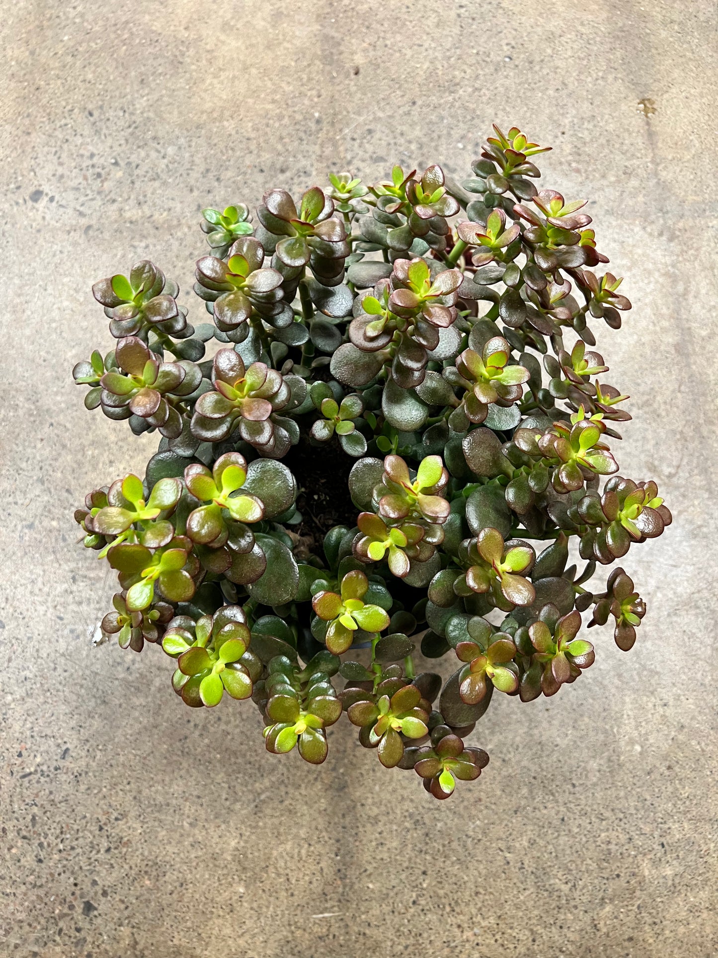 Crassula Ovata Minima