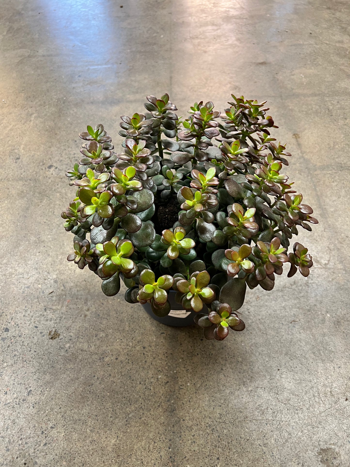 Crassula Ovata Minima
