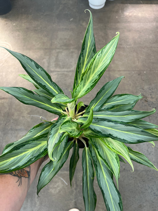 Aglaonema Hybrid 10