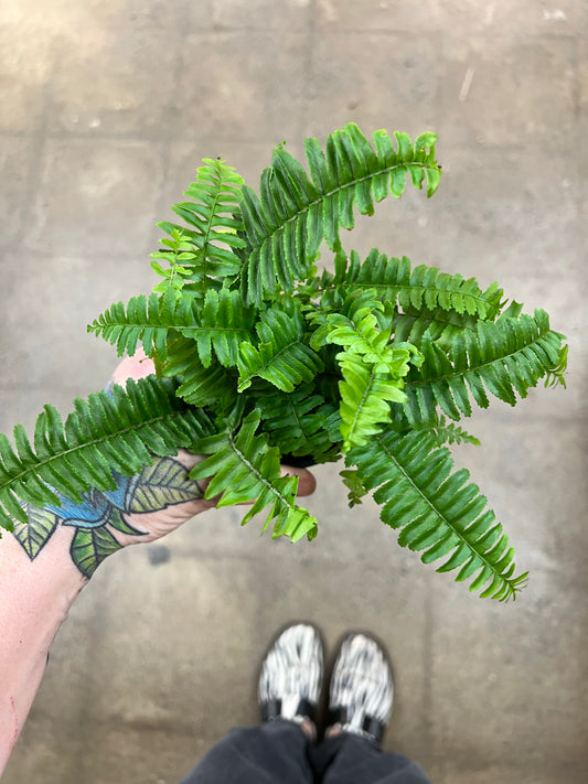 Fern Jester Crown