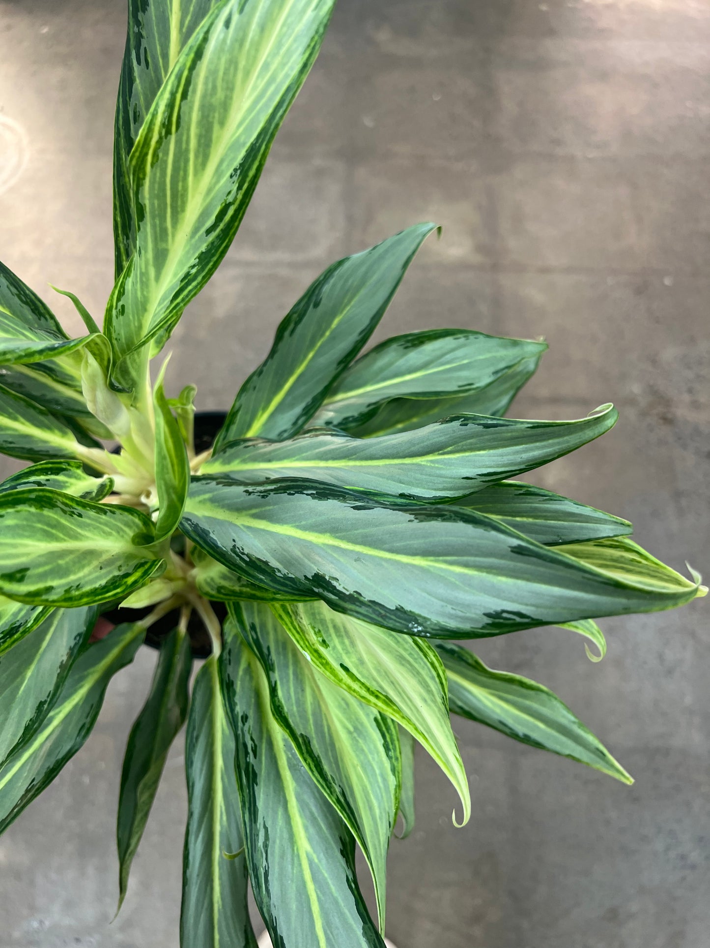 Aglaonema Hybrid 10