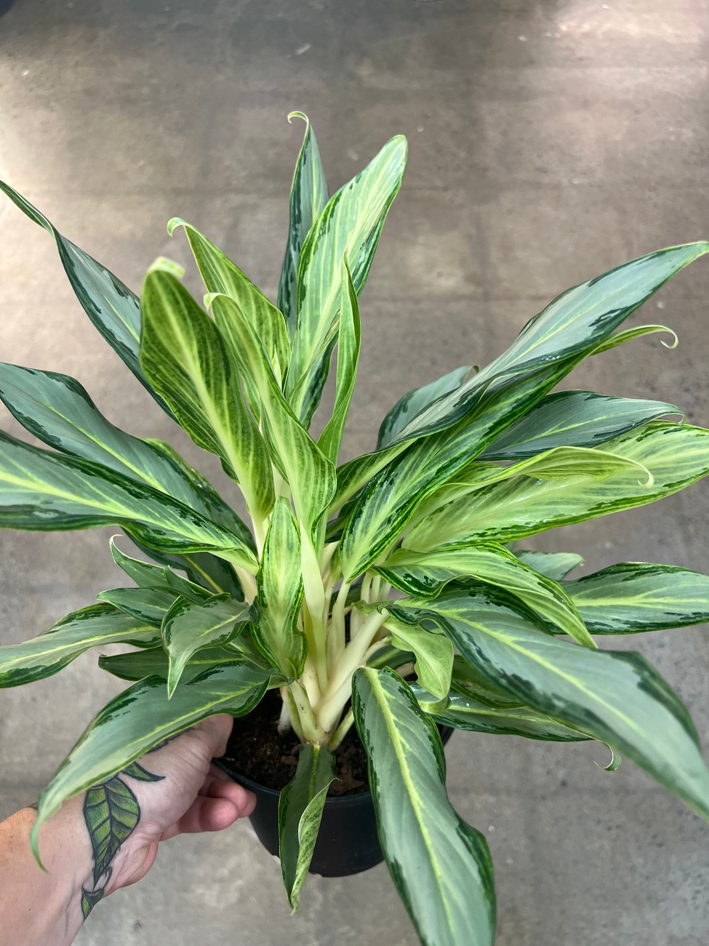Aglaonema Hybrid 10