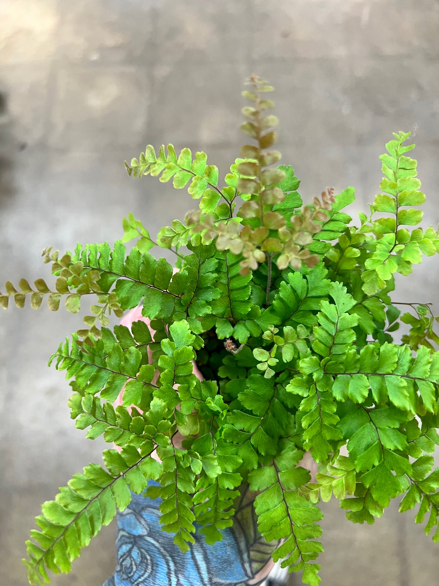 Fern Maidenhair Rosy
