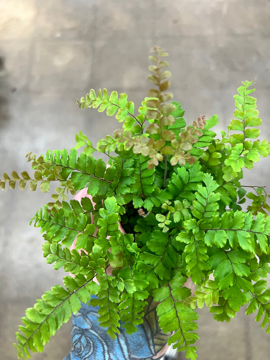 Fern Maidenhair Rosy