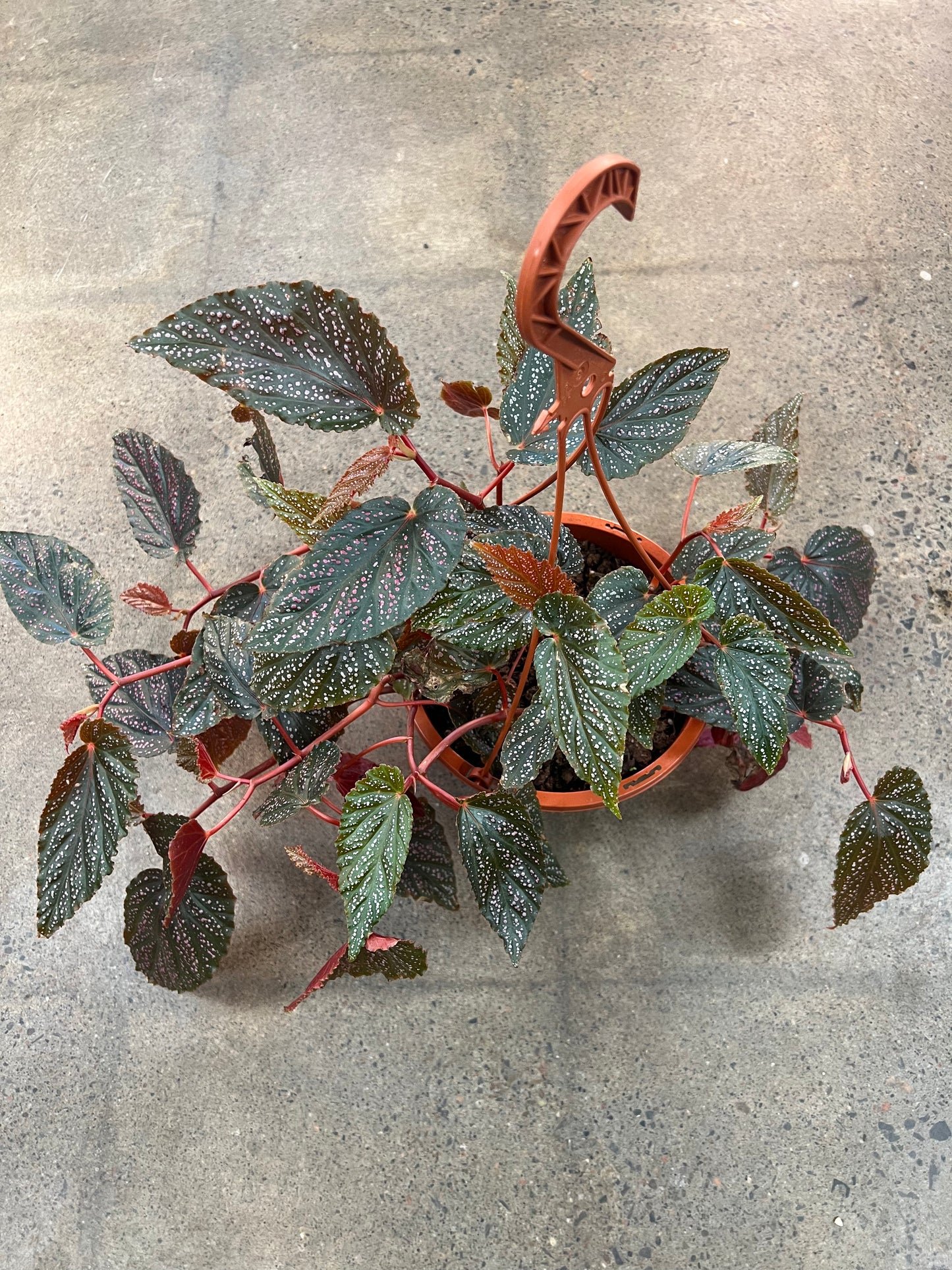 Bégonia Maculata Pink Spot
