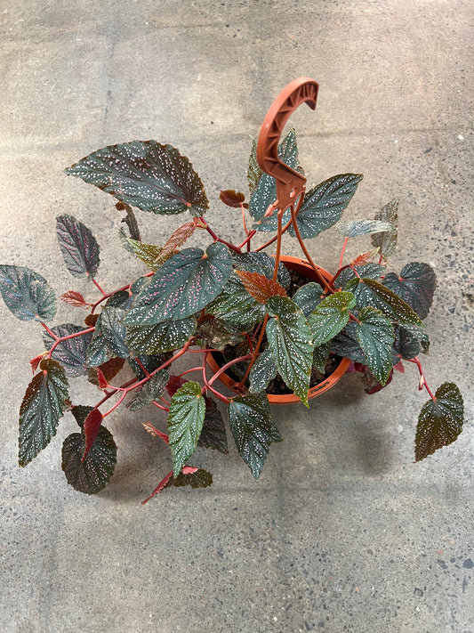 Bégonia Maculata Pink Spot