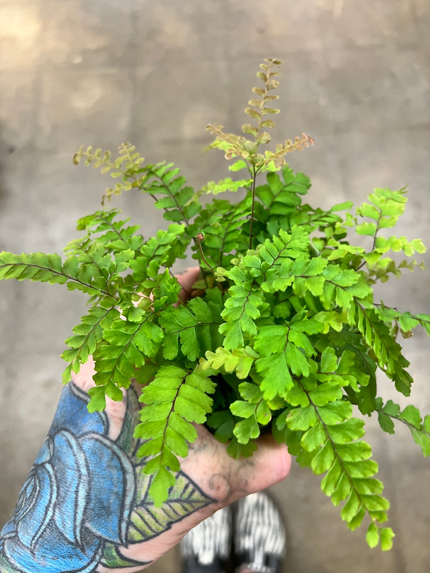 Fern Maidenhair Rosy