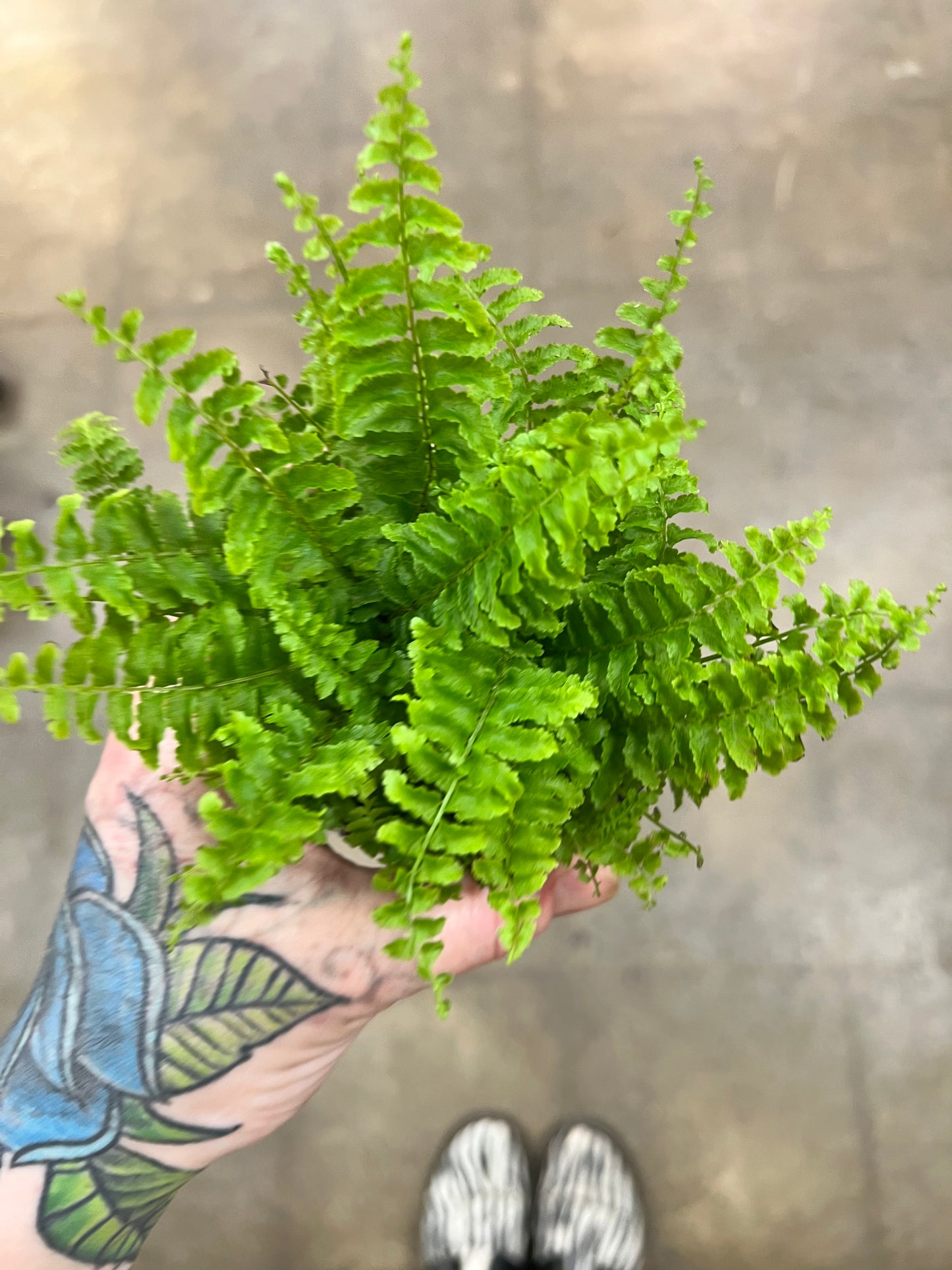 Fern Fluffy Ruffles