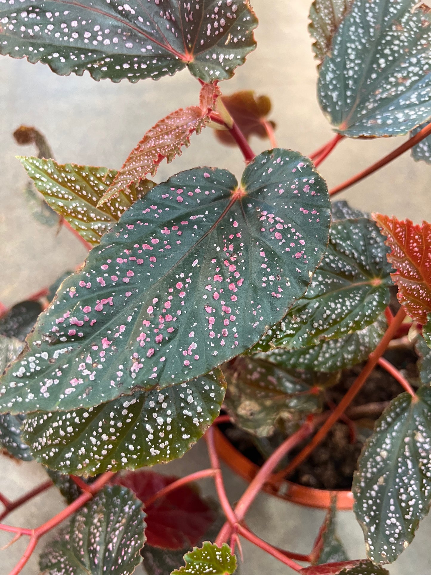 Bégonia Maculata Pink Spot