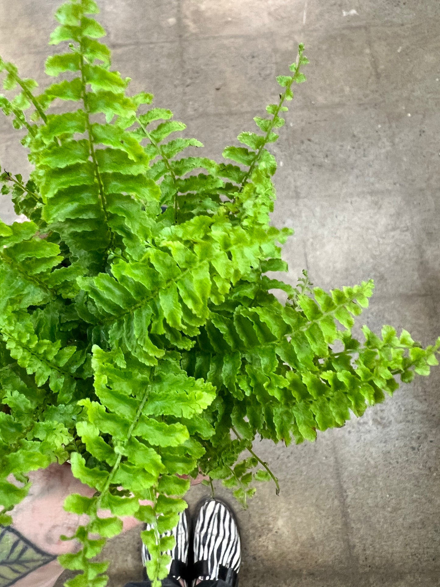 Fern Fluffy Ruffles