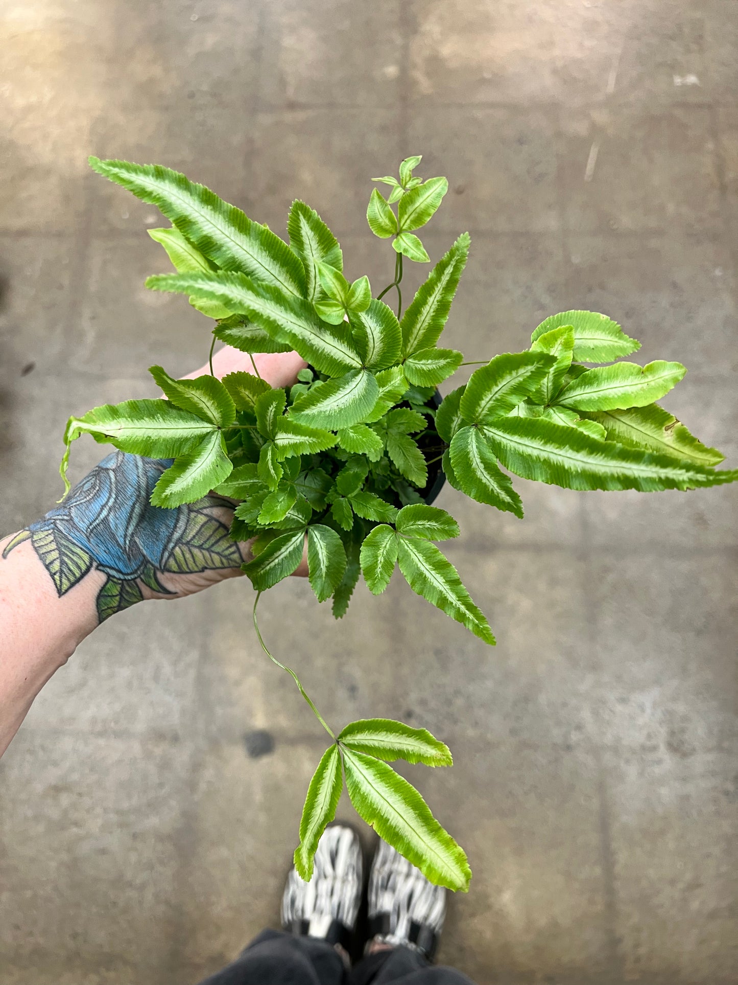 Fern Ribbon