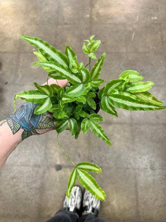 Fern Ribbon