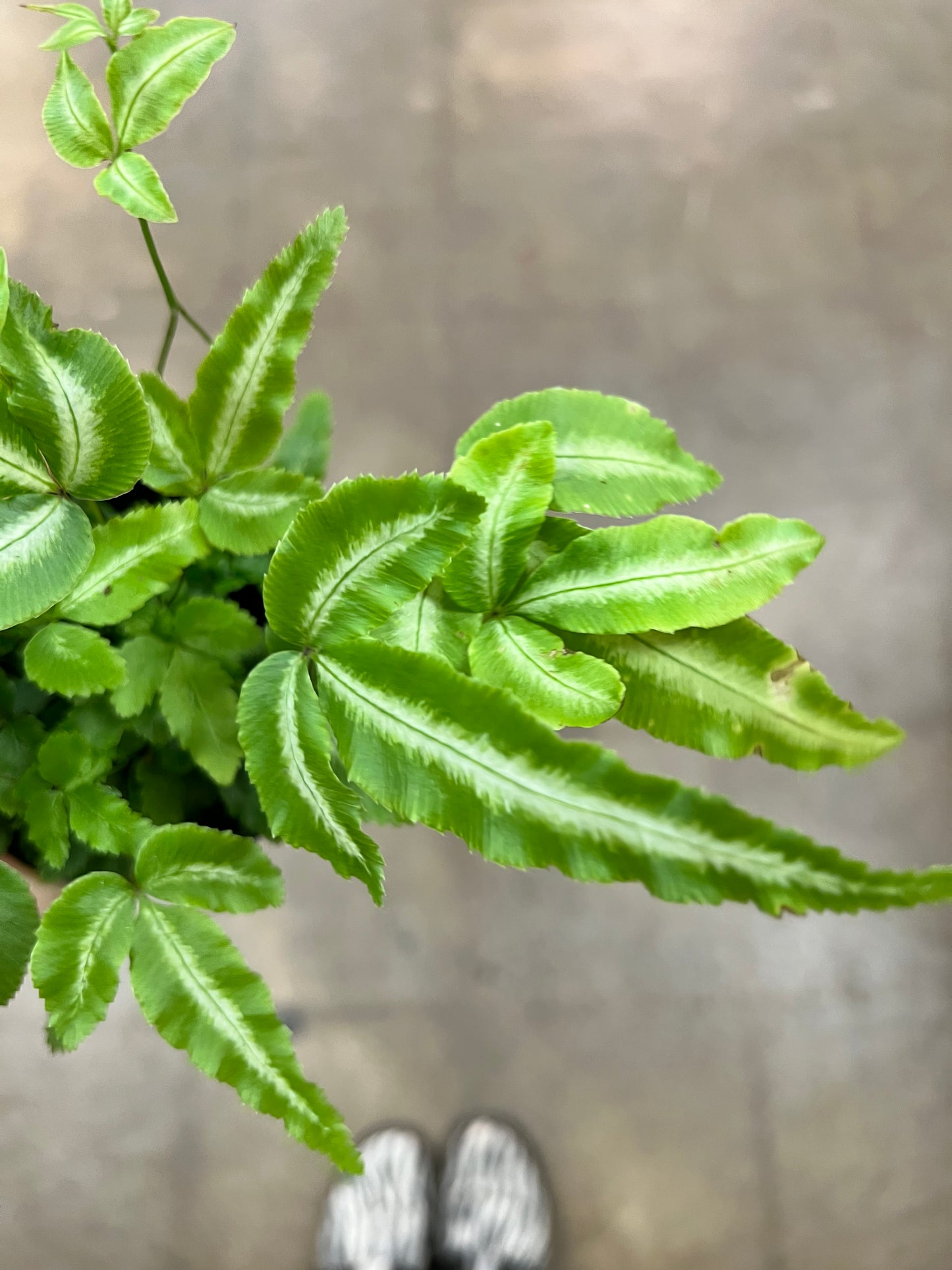 Fern Ribbon