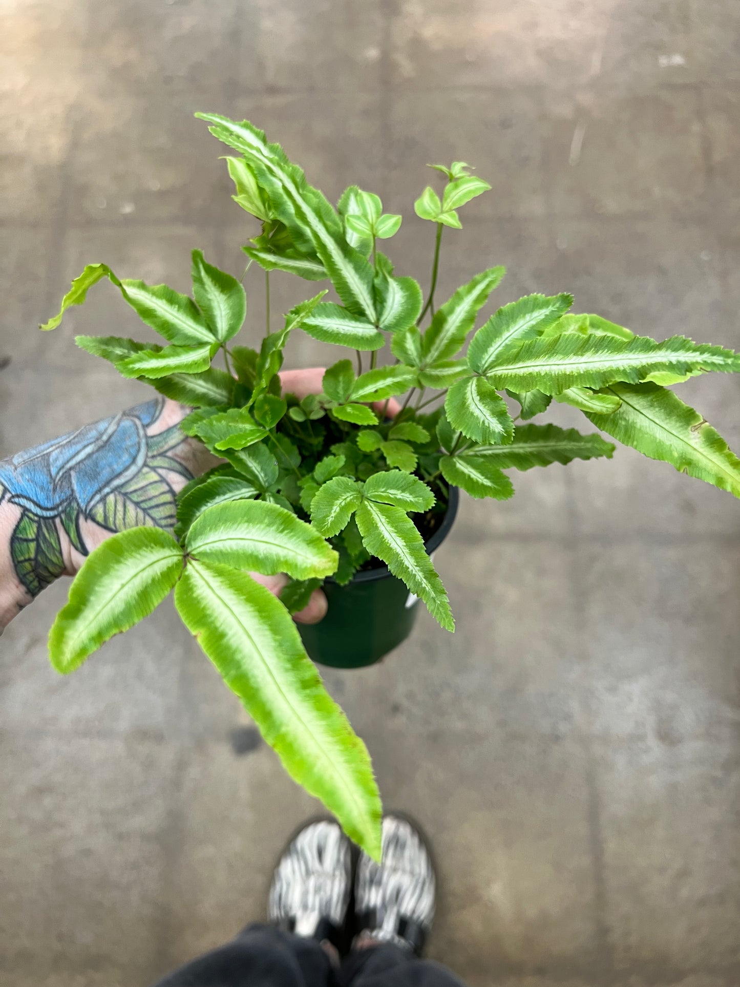 Fern Ribbon