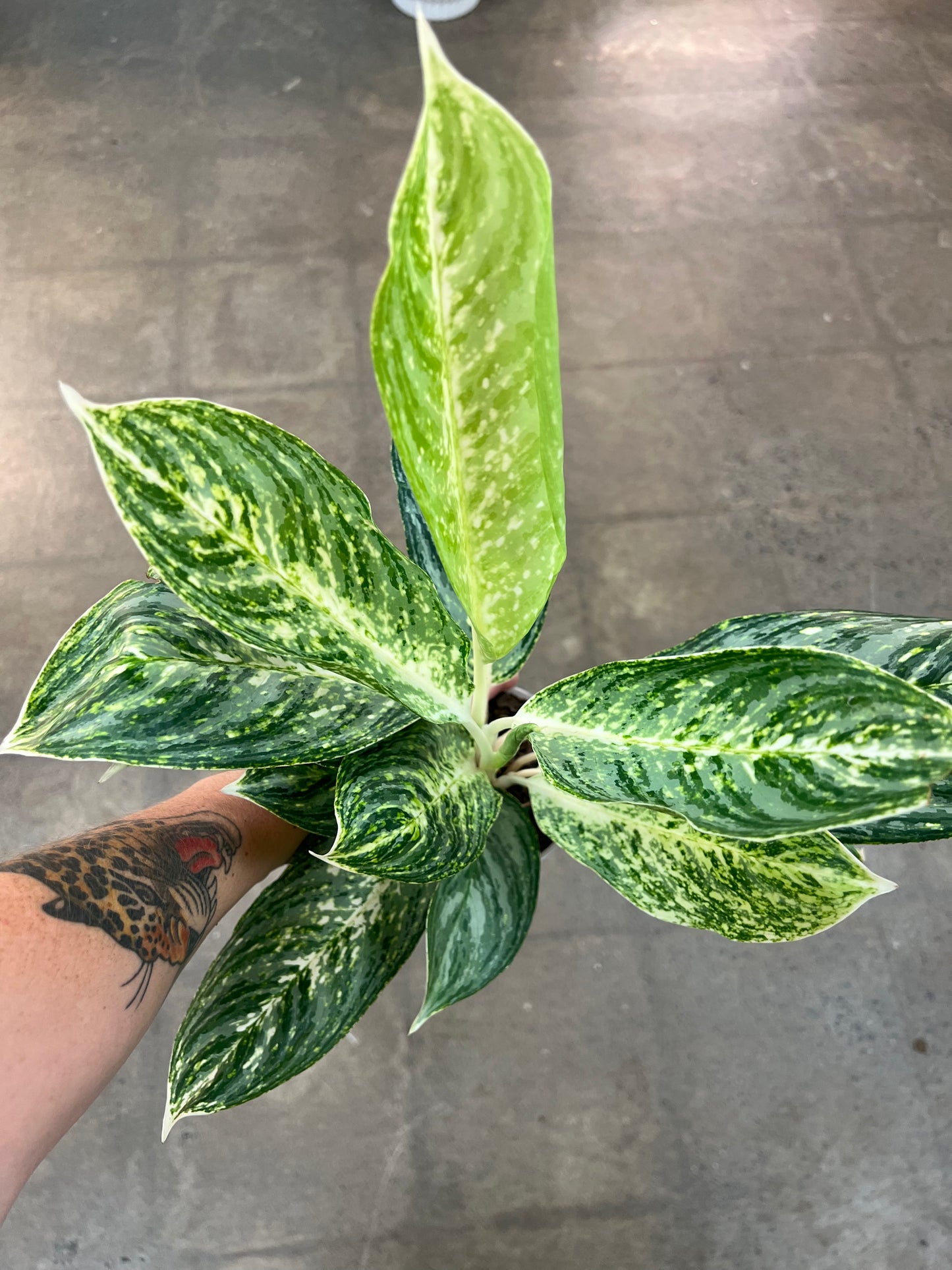 Aglaonema Golden Madonna