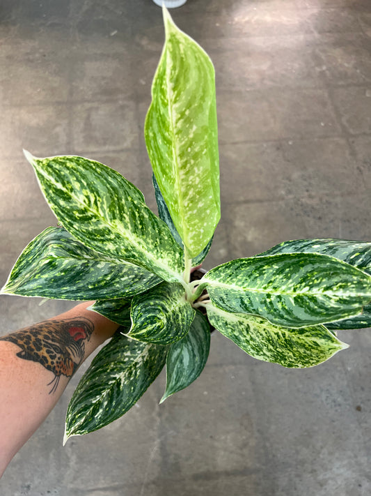 Aglaonema Golden Madonna