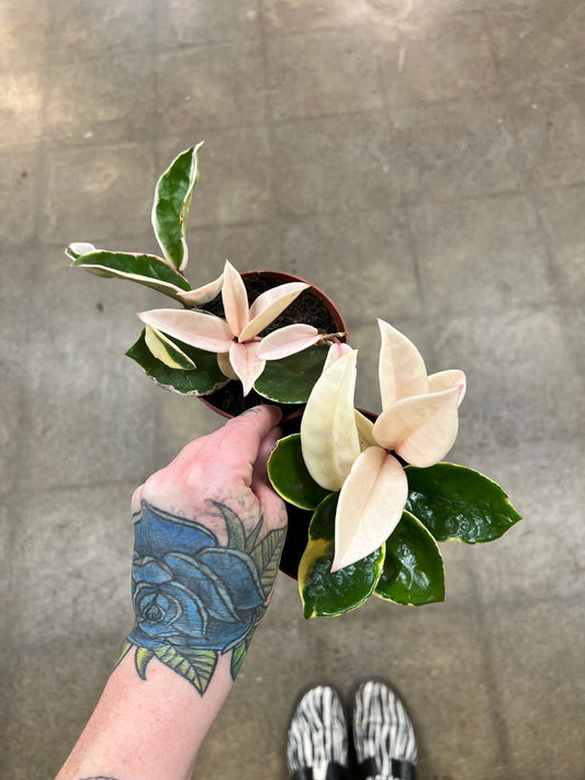Hoya Krimson Queen