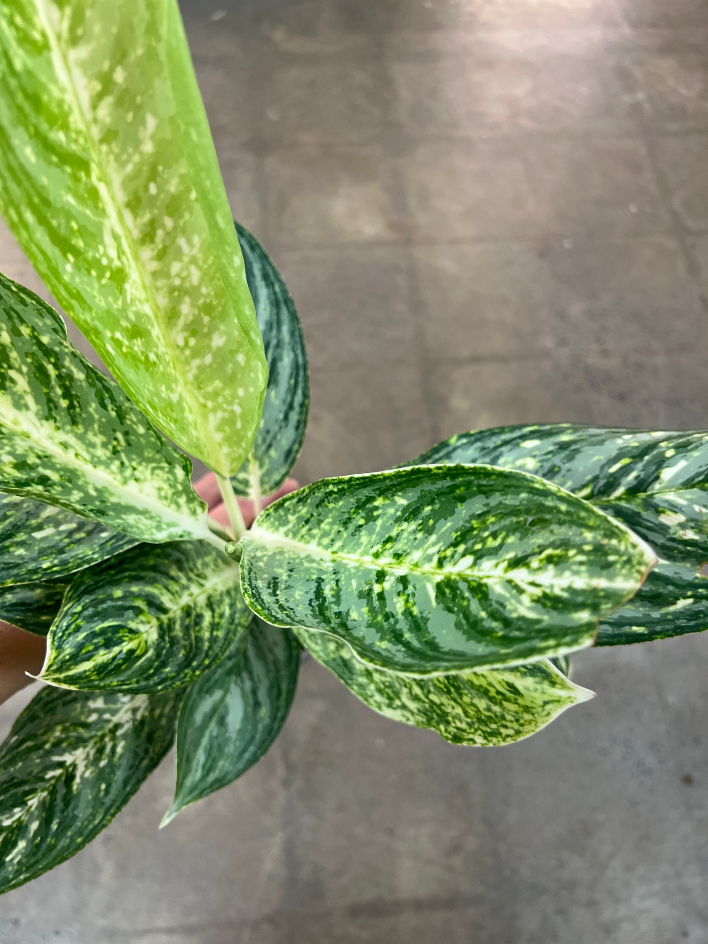 Aglaonema Golden Madonna