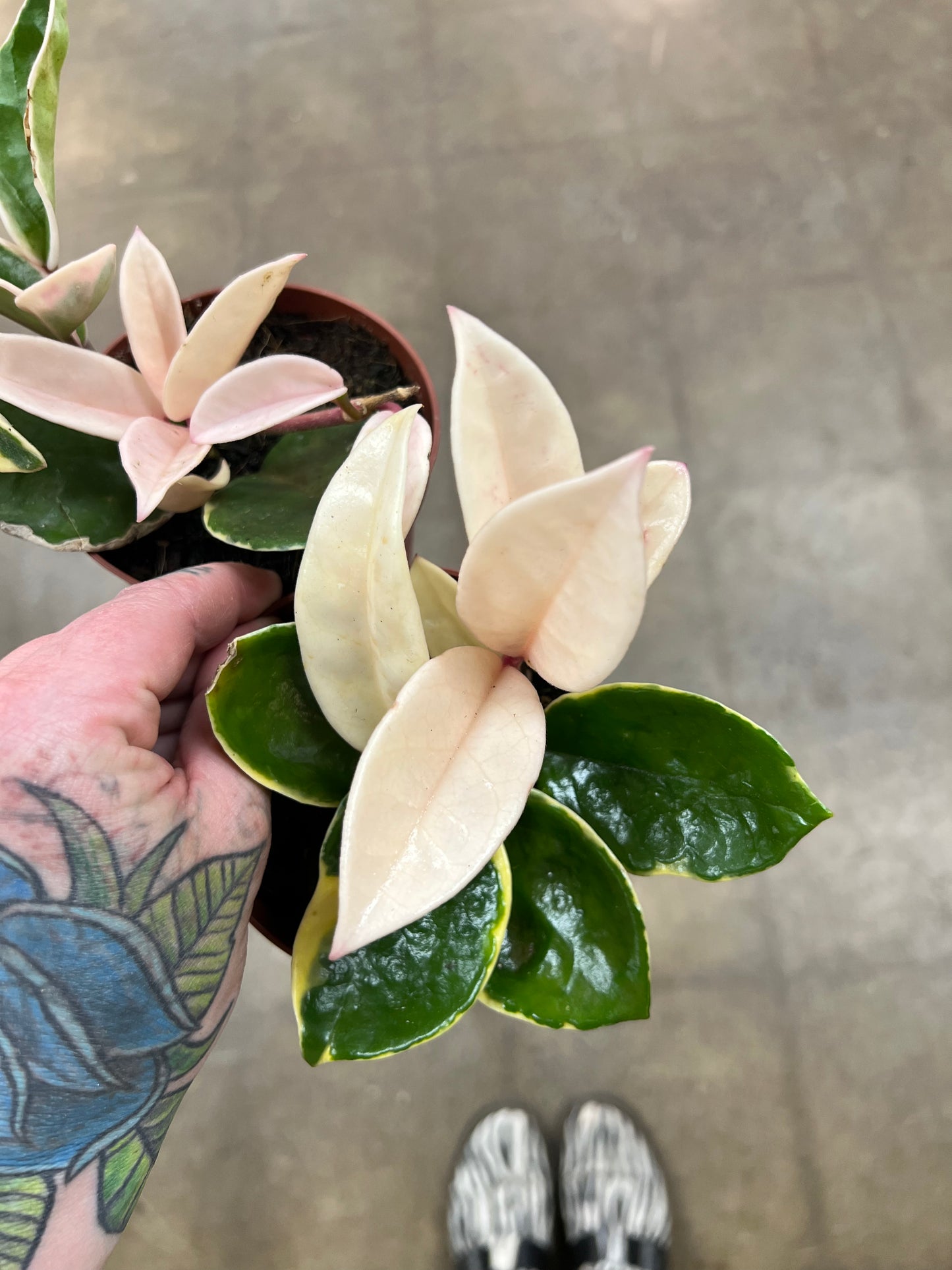Hoya Krimson Queen