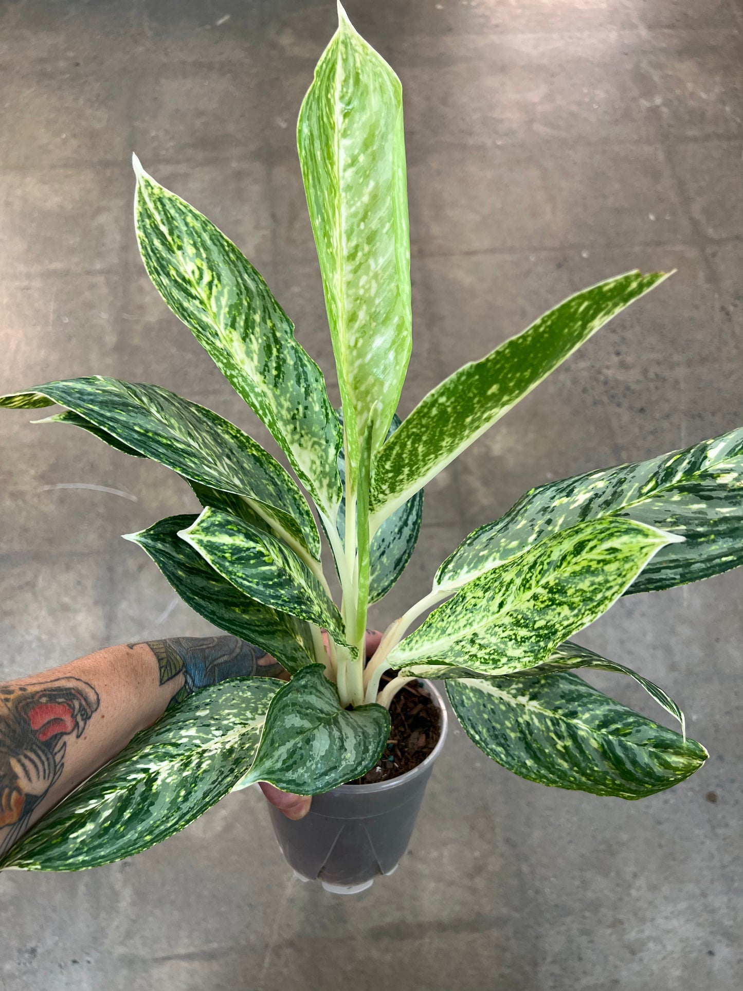 Aglaonema Golden Madonna