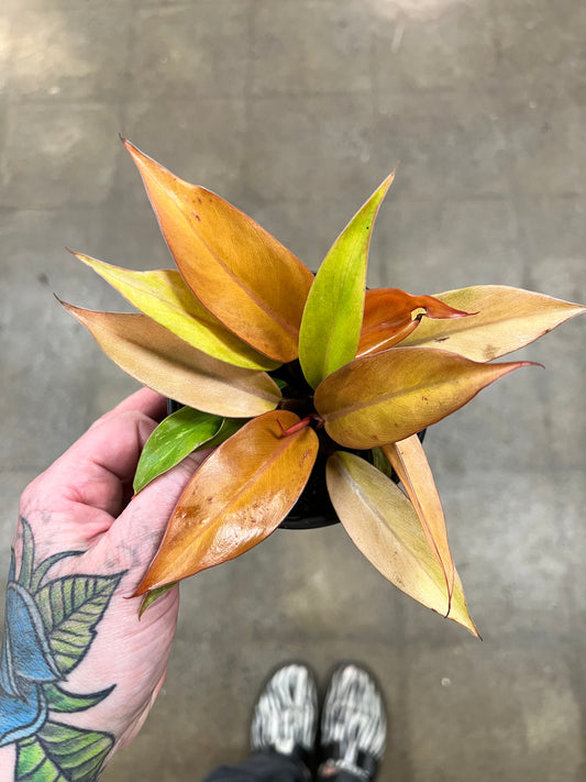 Philodendron Prince Of Orange