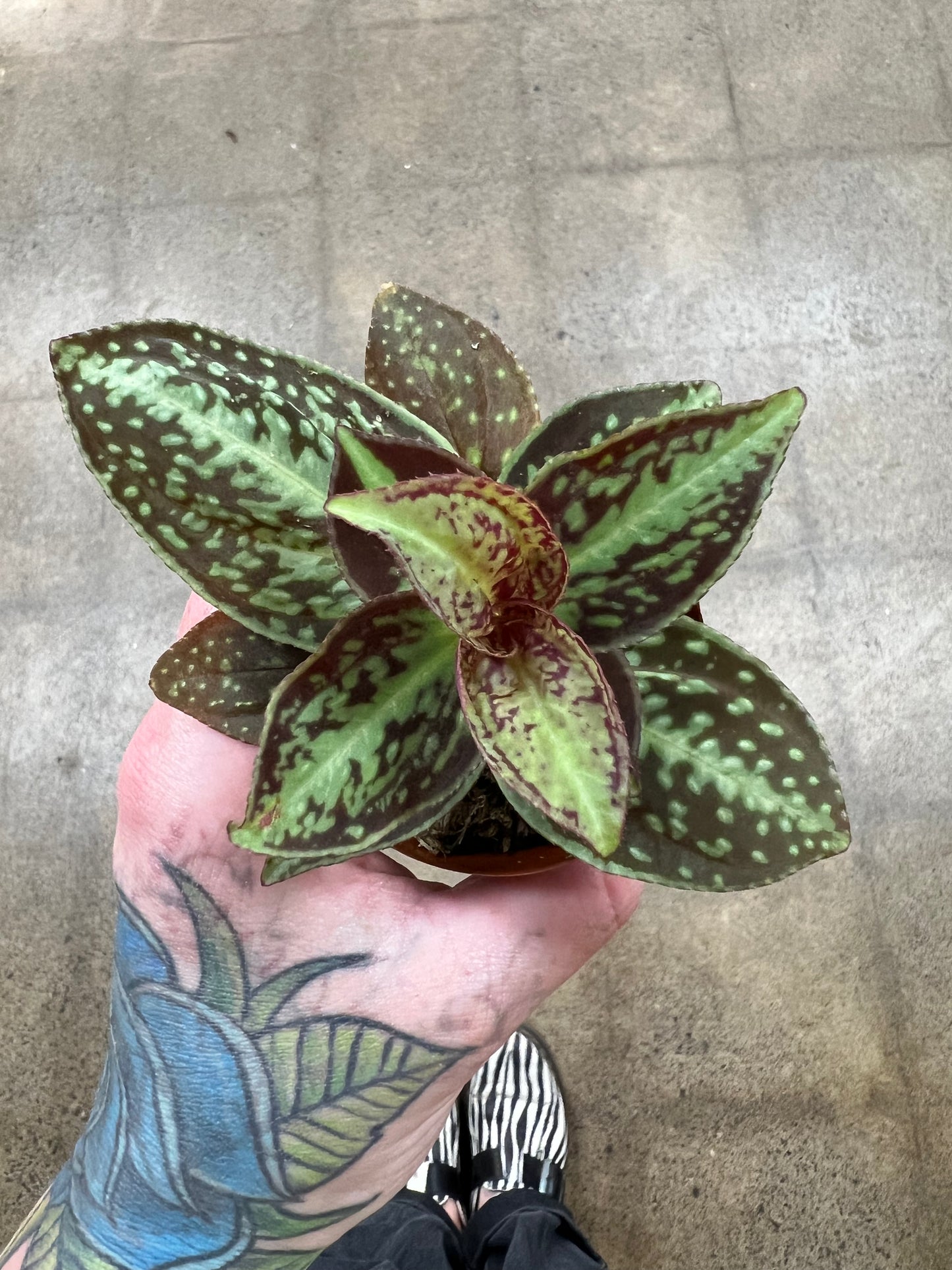 Sonerila Cantonensis Vietnam