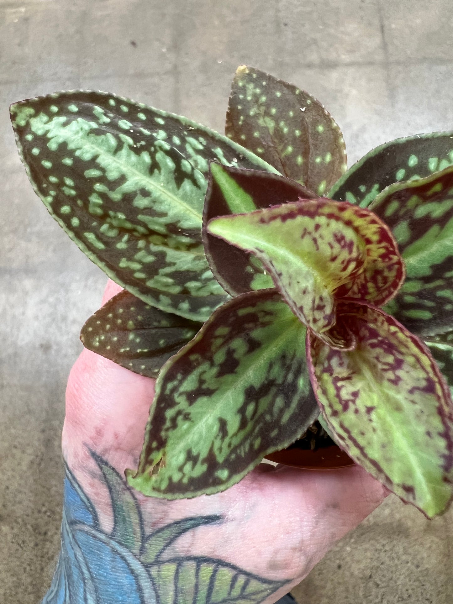 Sonerila Cantonensis Vietnam