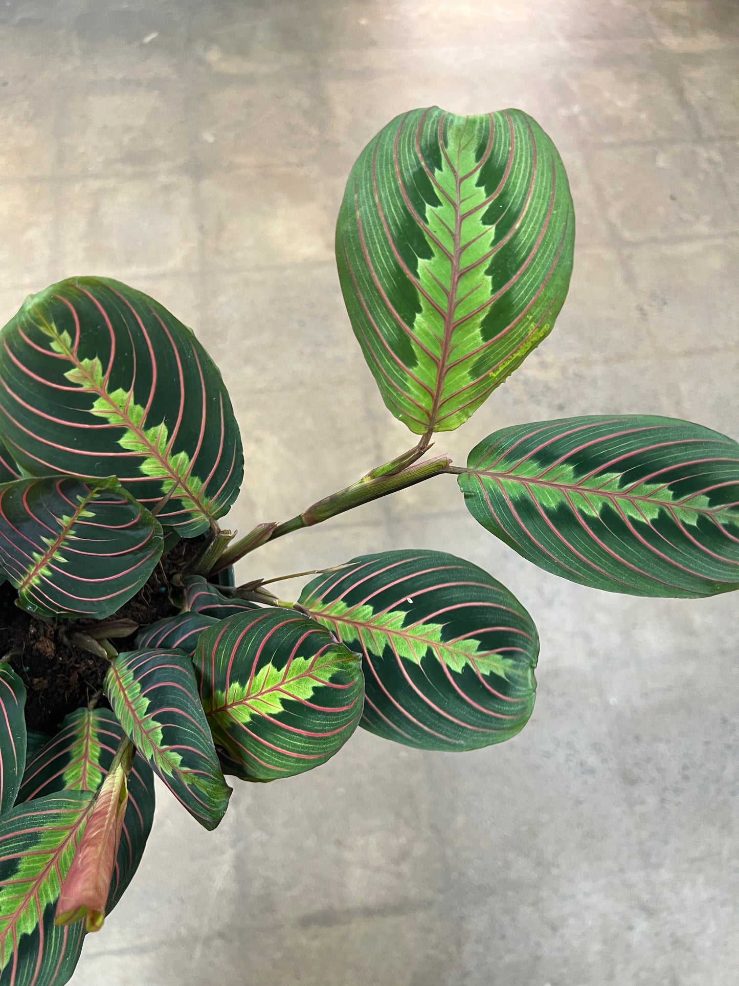 Maranta Rouge