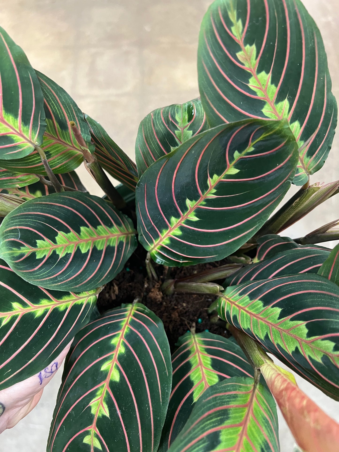 Maranta Rouge