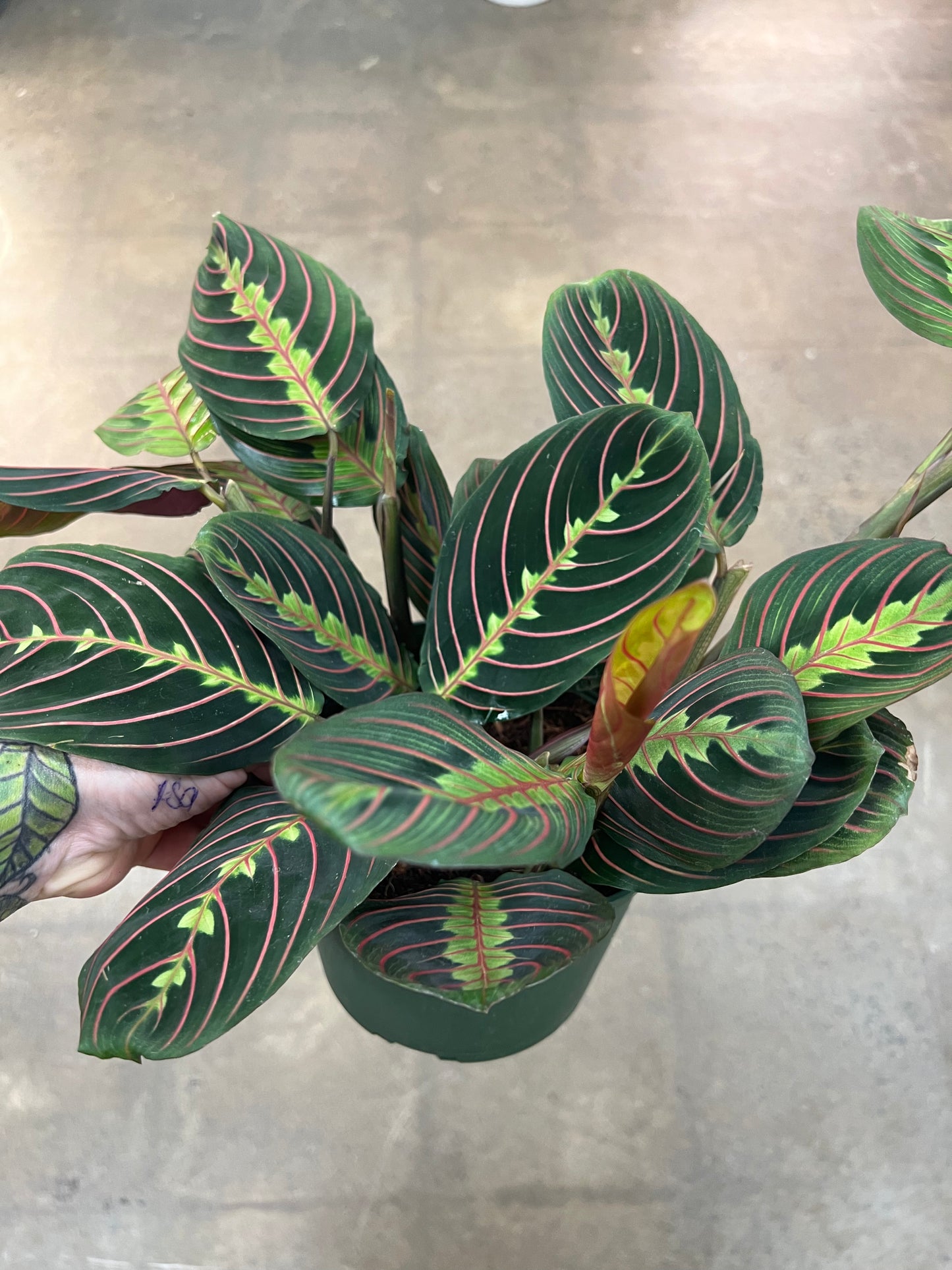 Maranta Rouge