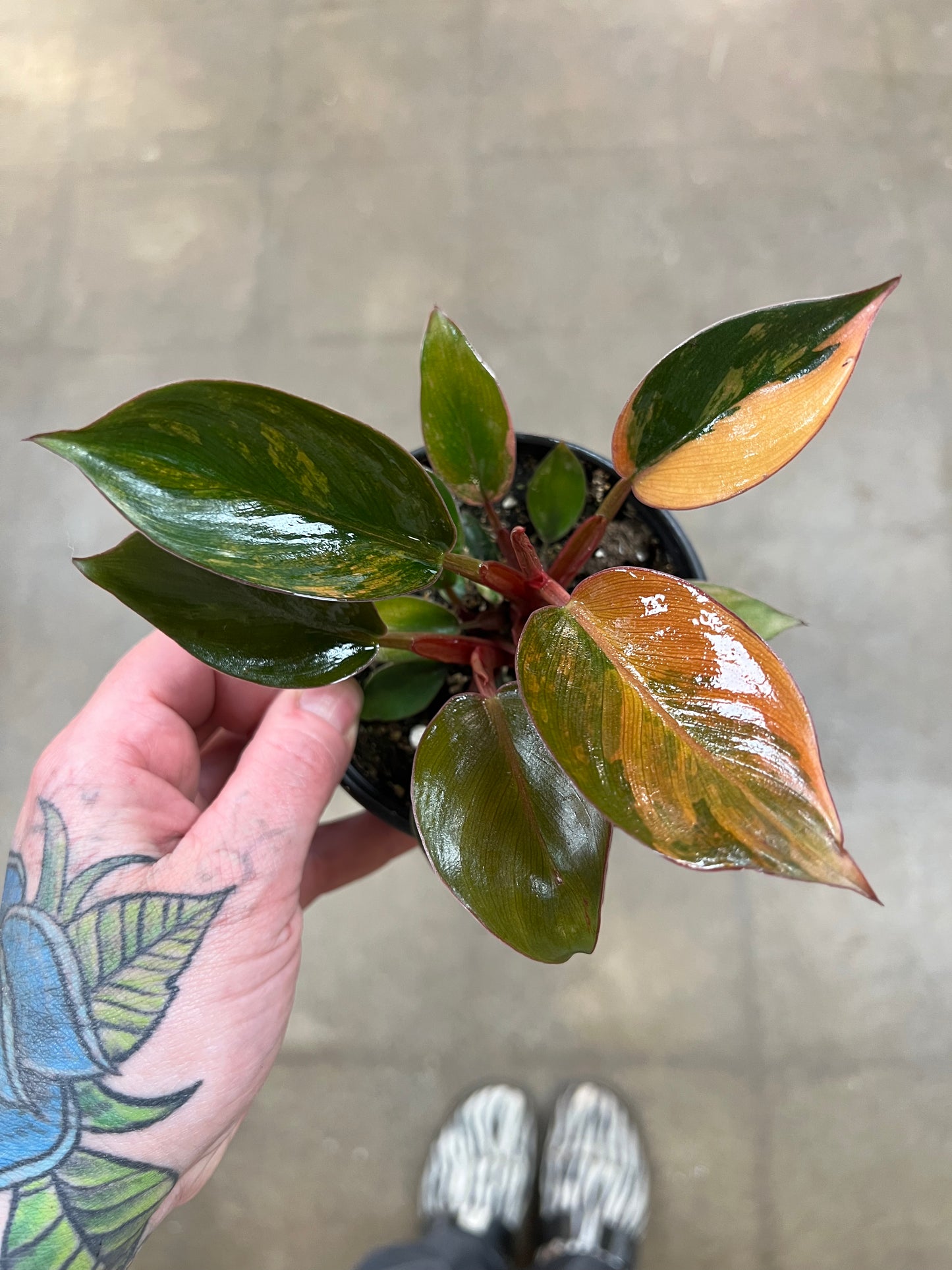 Philodendron Red Congo