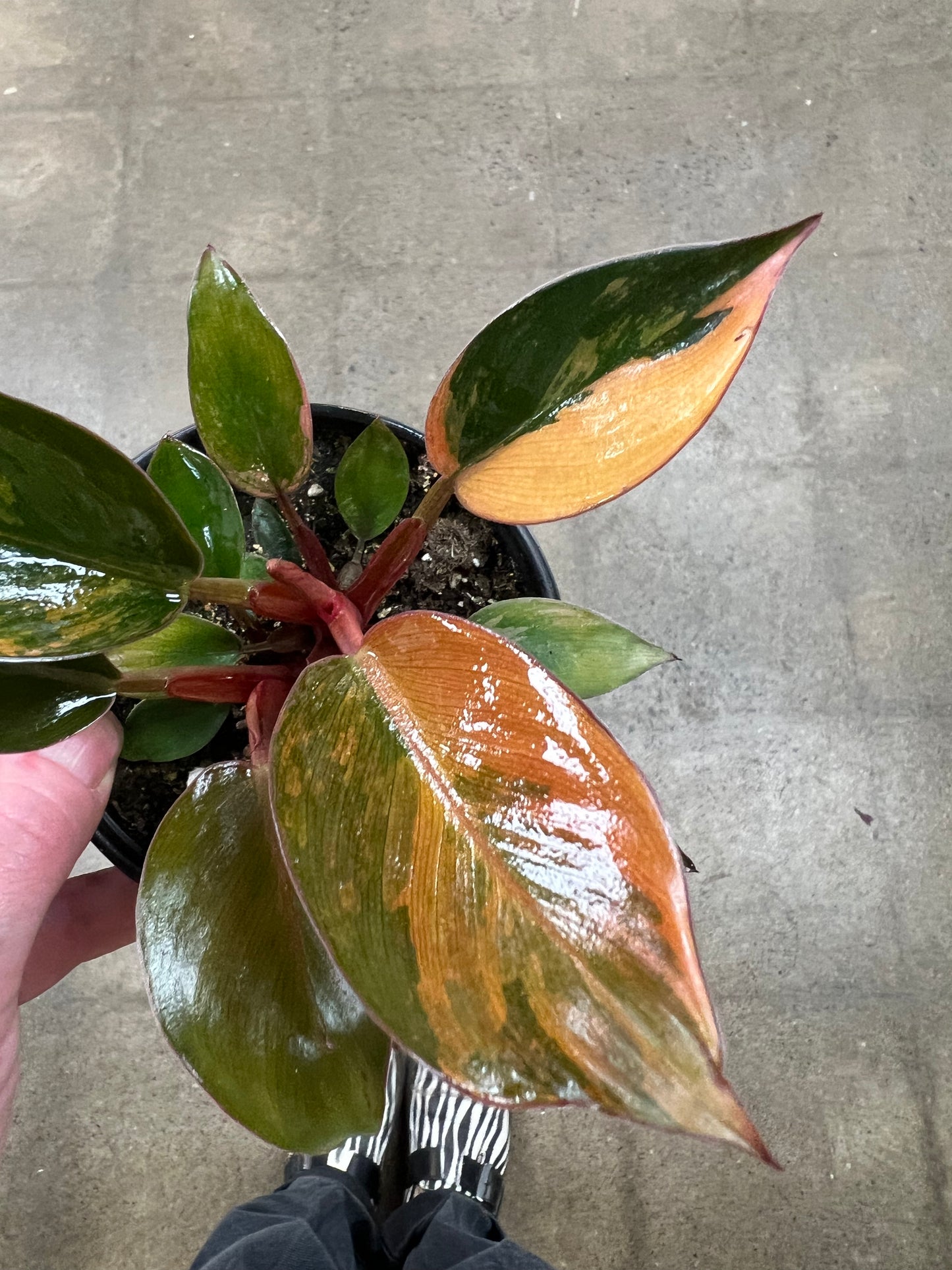 Philodendron Red Congo