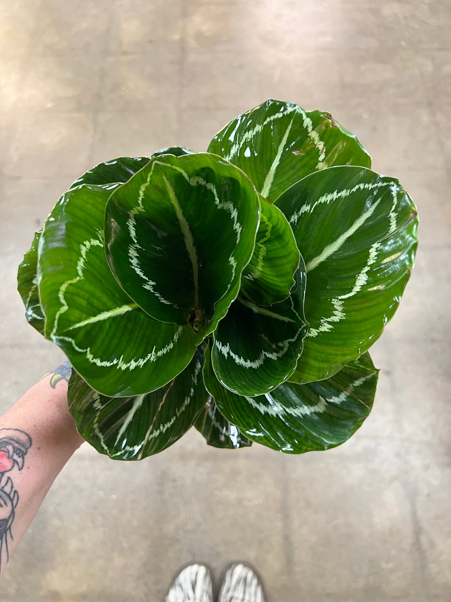 Calathea Green Beauty