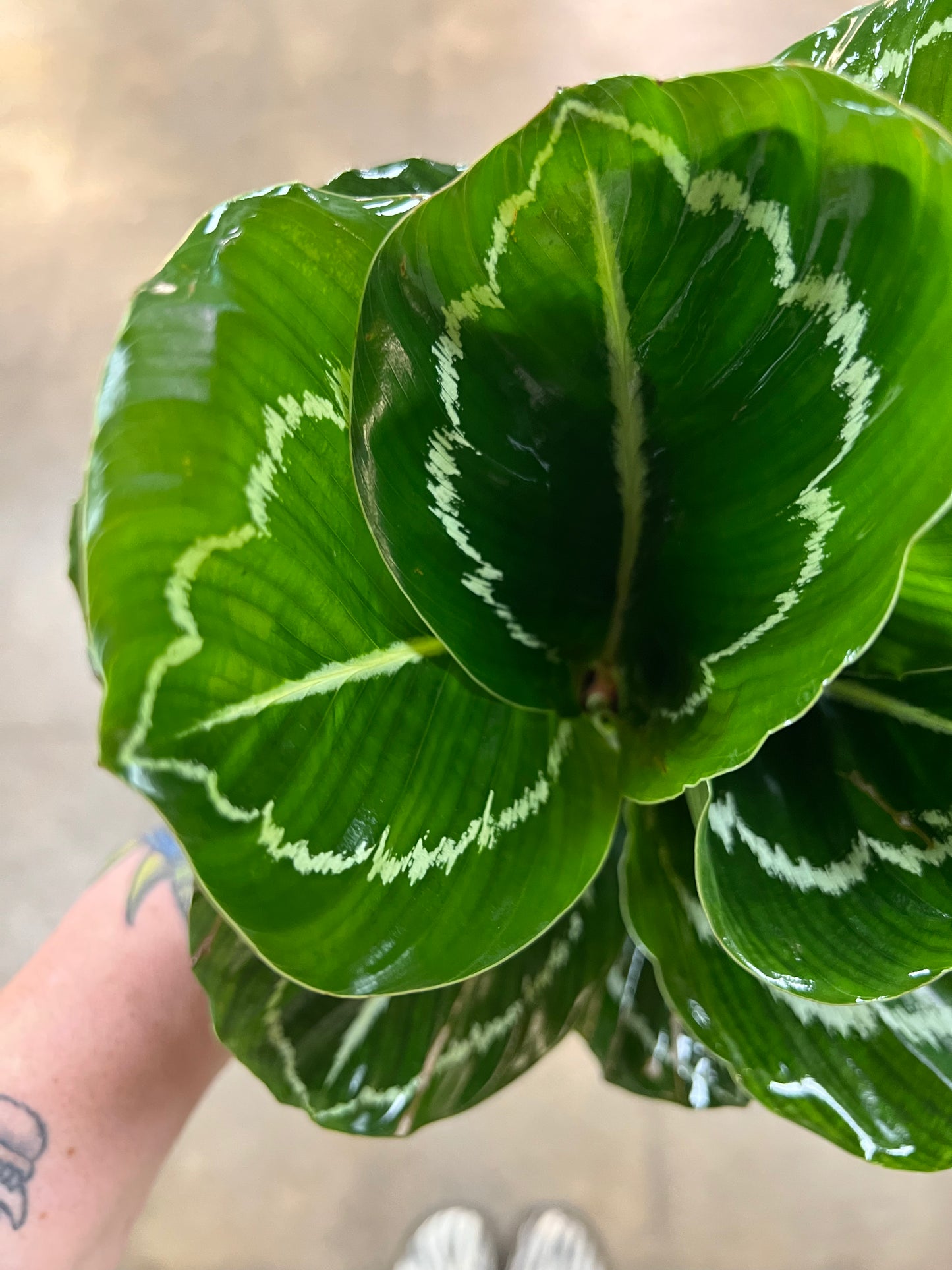 Calathea Green Beauty