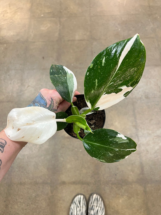 Philodendron White Wizard