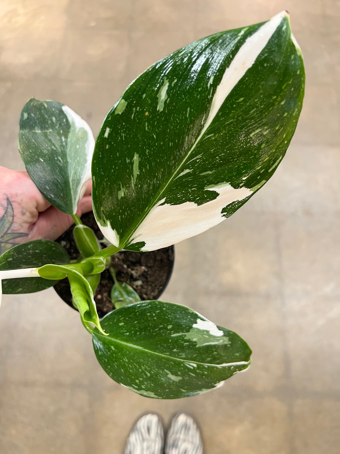 Philodendron White Wizard