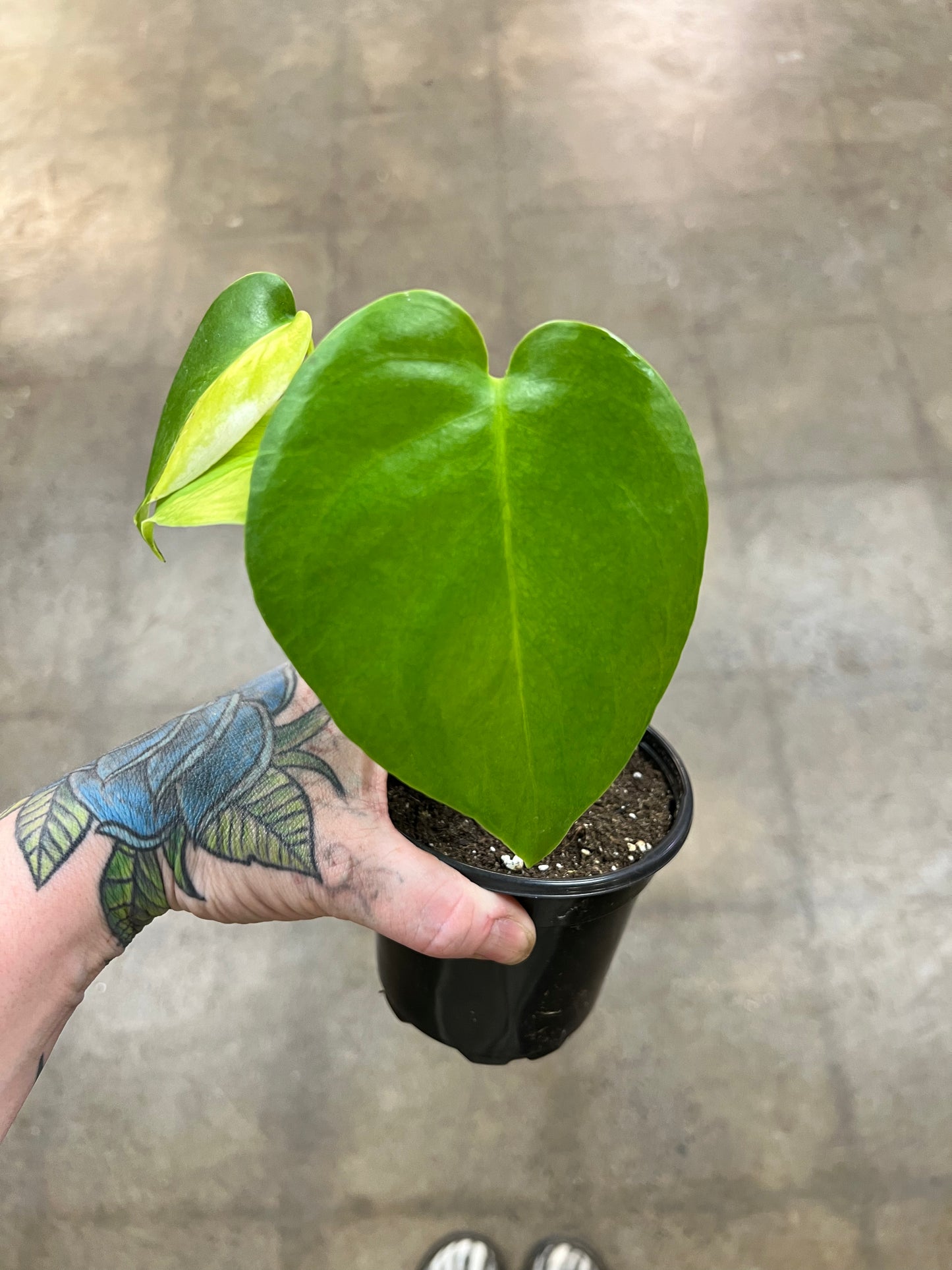 Monstera Yellow Marilyn #4