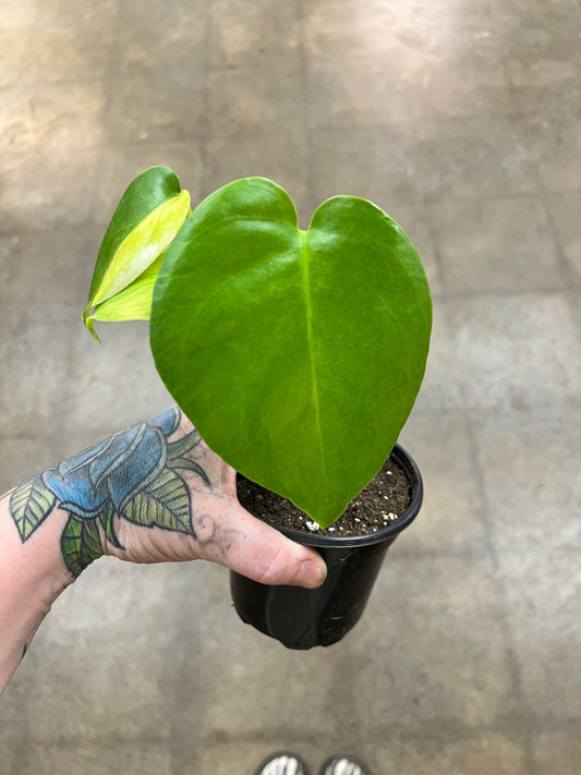 Monstera Yellow Marilyn #4