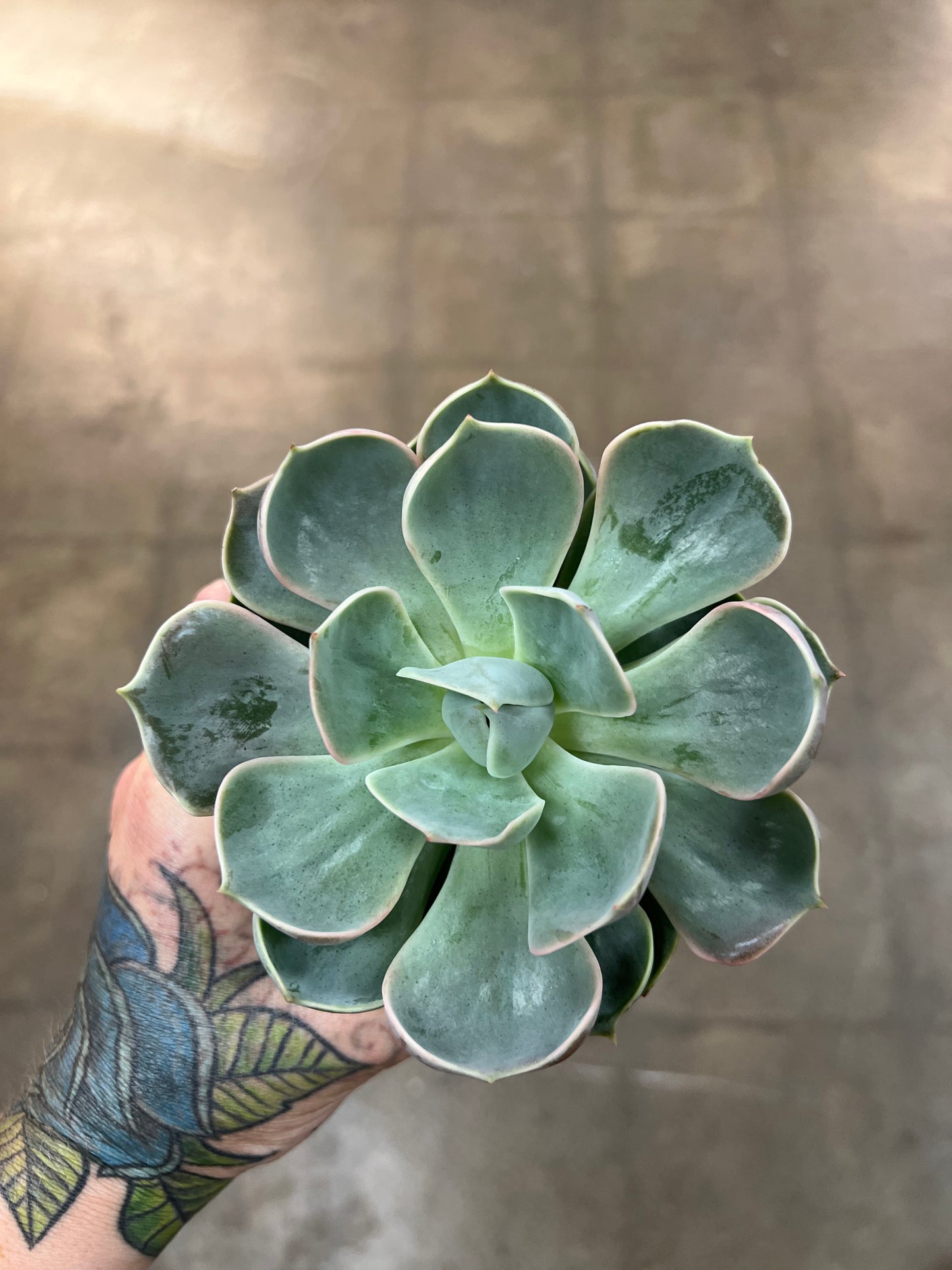 Echeveria Lotus