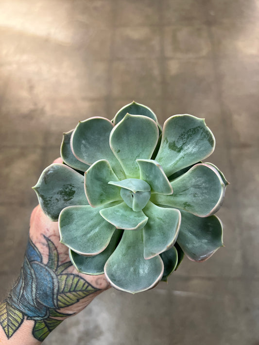 Echeveria Lotus