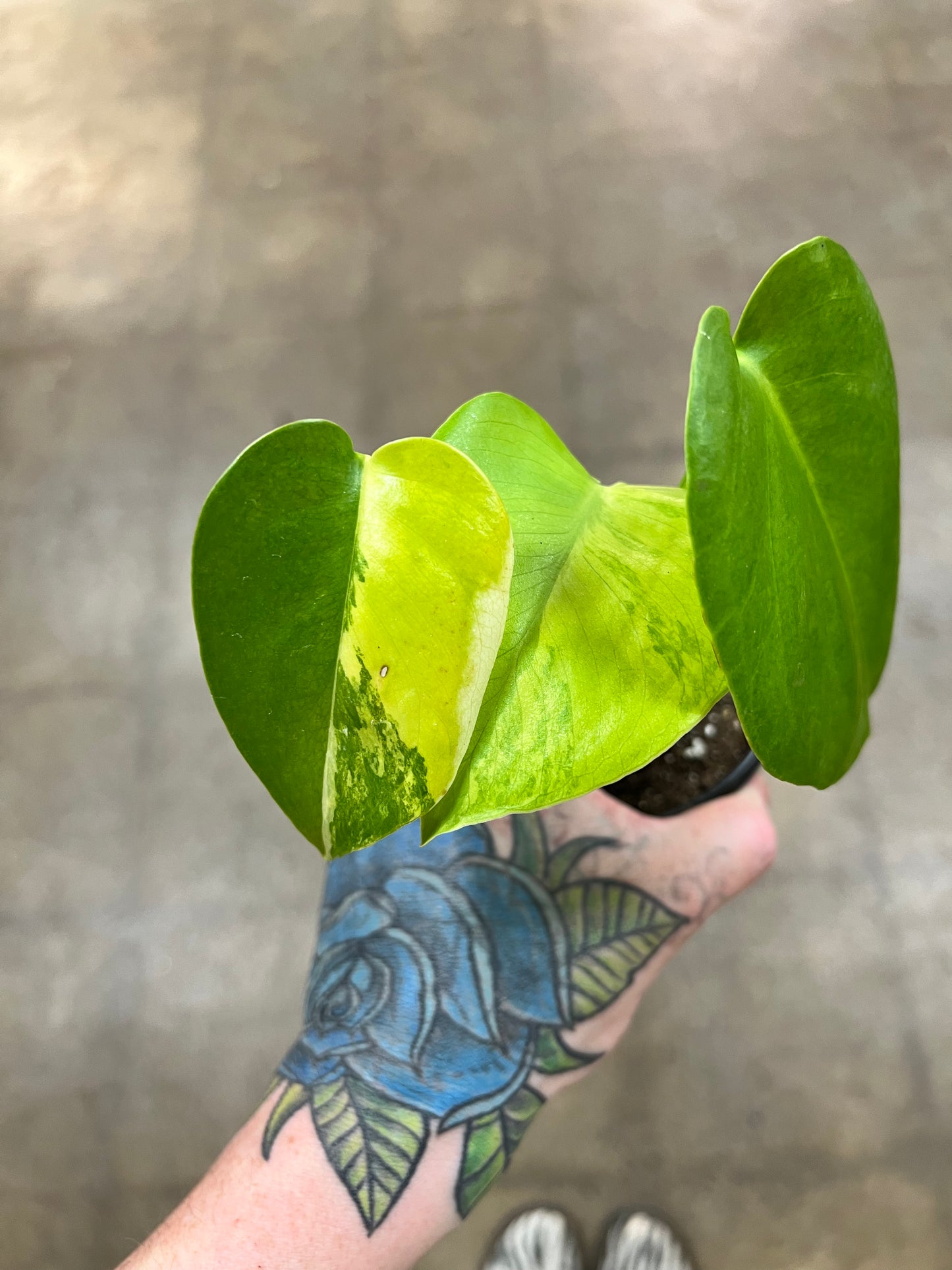 Monstera Yellow Marilyn #4