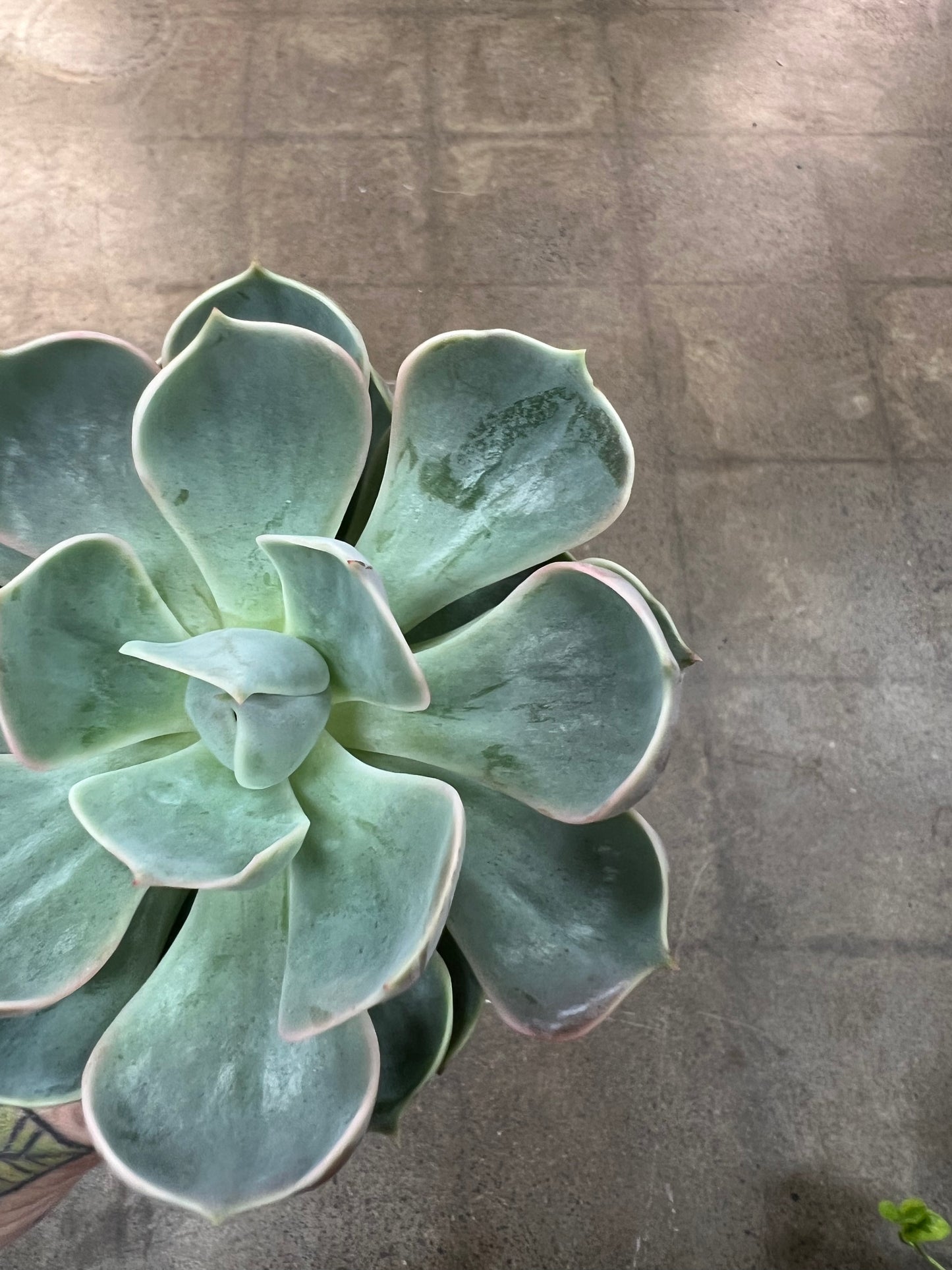 Echeveria Lotus