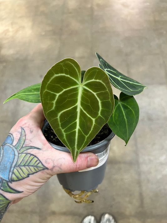Anthurium Clarinervium