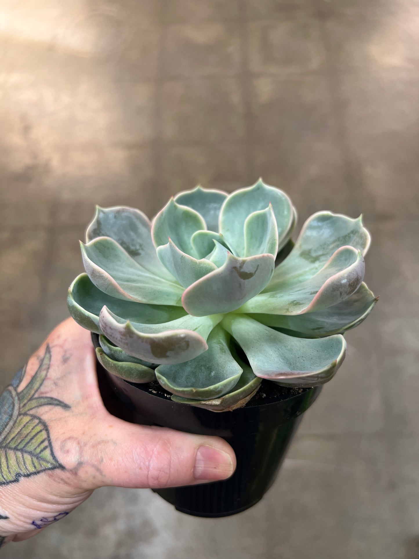 Echeveria Lotus