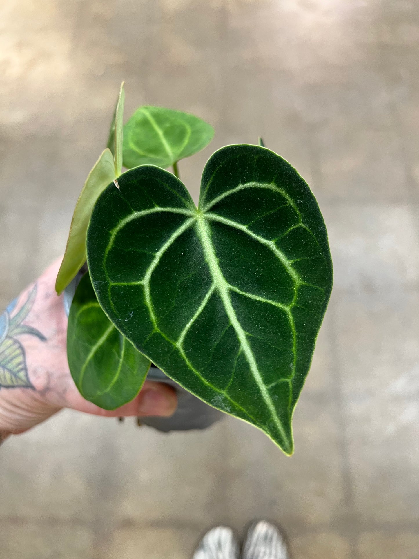 Anthurium Clarinervium