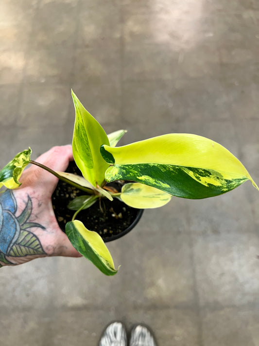 Philodendron Florida Beauty Variegated