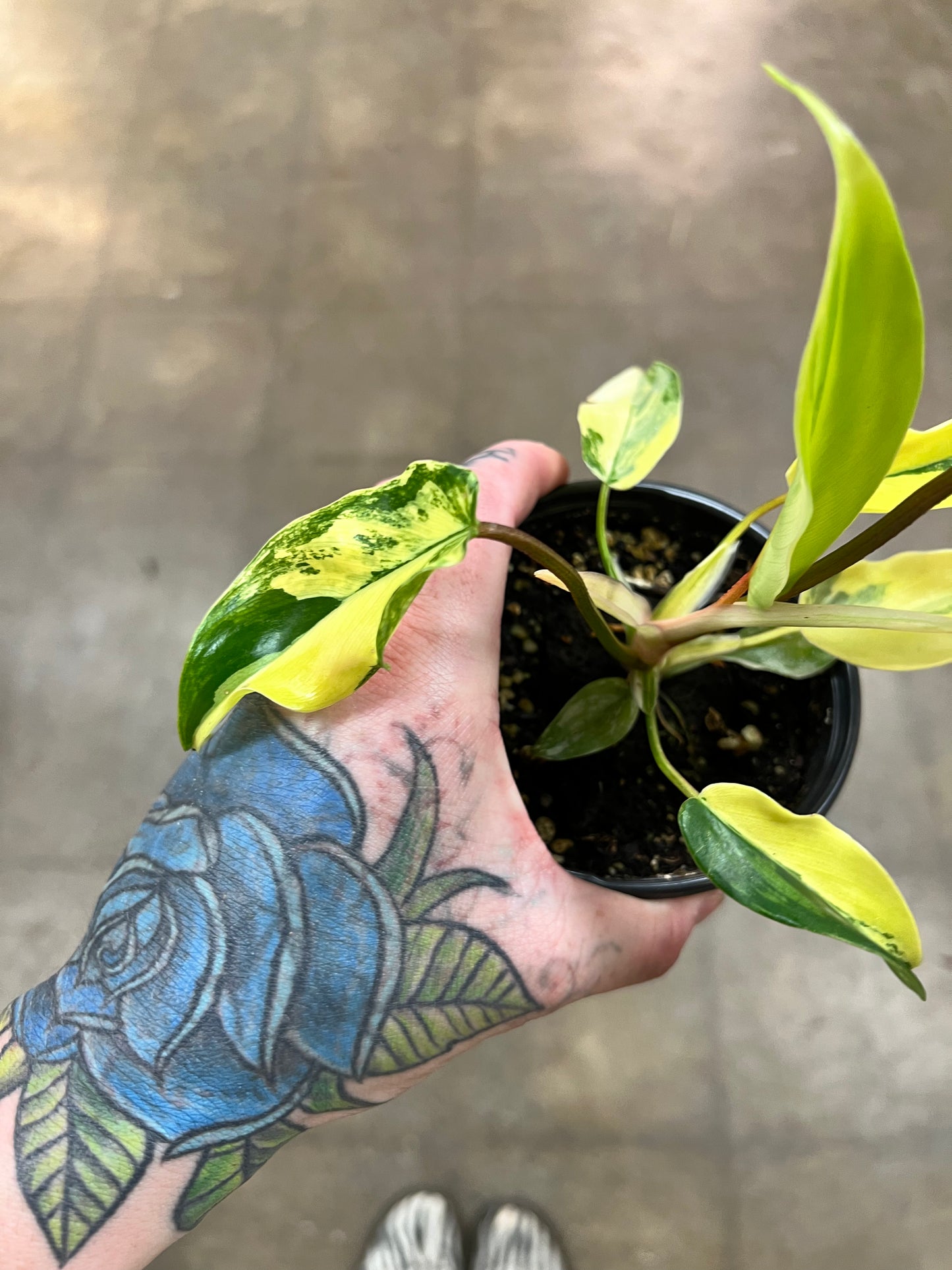 Philodendron Florida Beauty Variegated